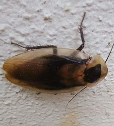 A rare death head cockroach found by a maintenance from pest control service company