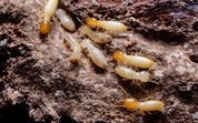 Termites creating a way in a soil