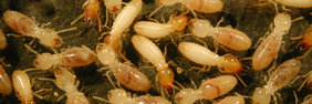 Small White termites