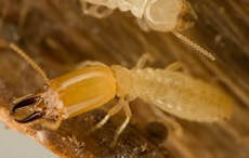 2 Clear Images of Termites