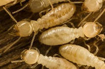 6 white termites