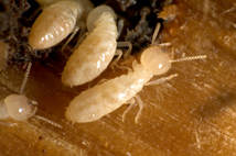 Four Termites digging a hole in a wall