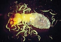 A parasitic nematodes eating a termite